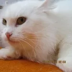 Кошка Софи в дар