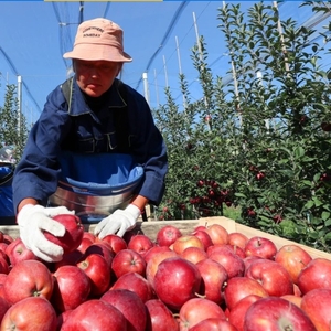 Нужны работники для работы в Польше. Сбор овощей и яблок