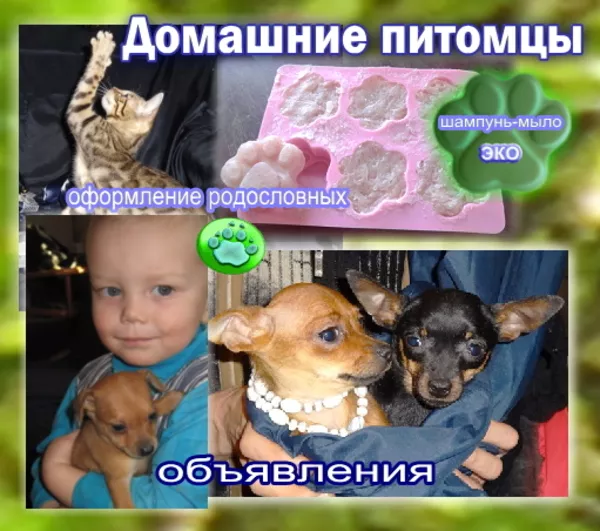 Домашние питомцы -  товары и услуги для владельцев собак и кошек