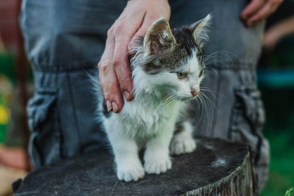 Пушистый любознательный и преданный маленький кот ищет дом