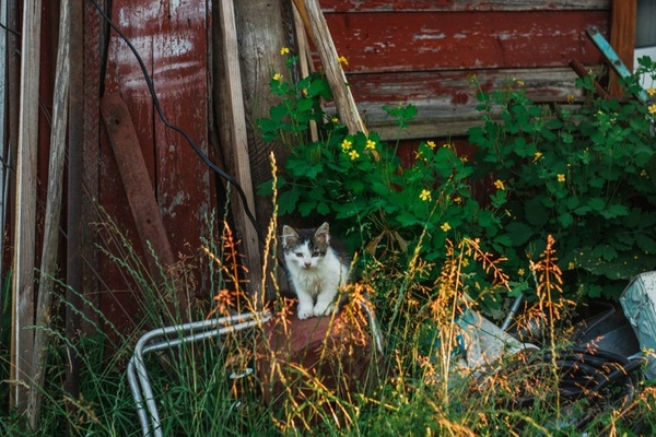 Пушистый любознательный и преданный маленький кот ищет дом 6