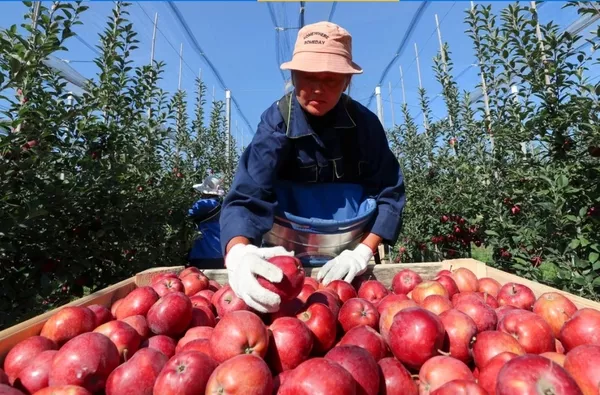 Нужны работники для работы в Польше. Сбор овощей и яблок