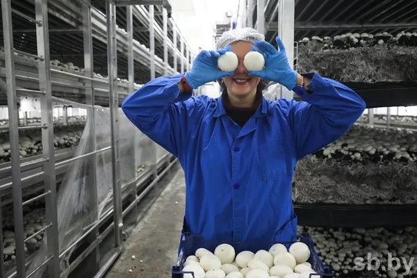 Работа для женщин,  сбор грибов. Работа в Польше