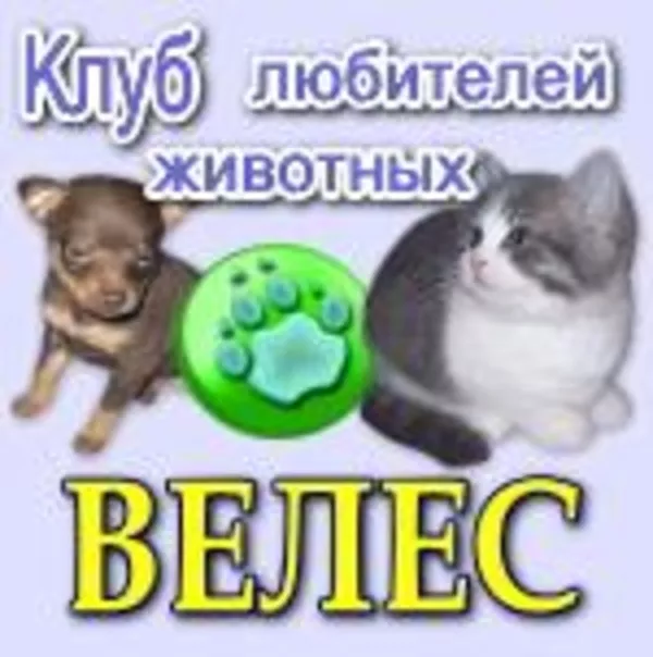 Клуб любителей животных «Велес»