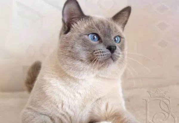 Чистокровный тайский кот.